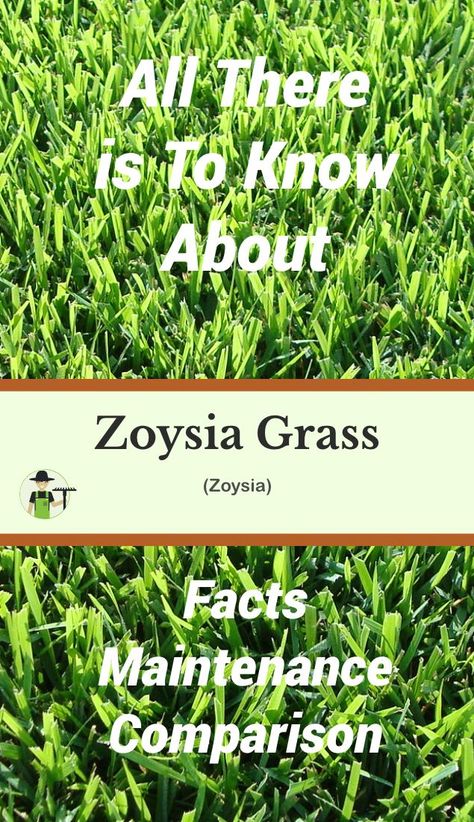 Zoysia Grass Care, Zoysia Sod, Dirt Therapy, Zoysia Grass, Growing Grass, Diy Lawn, Lawn Sprinklers, Easy Landscaping, Grasses Garden