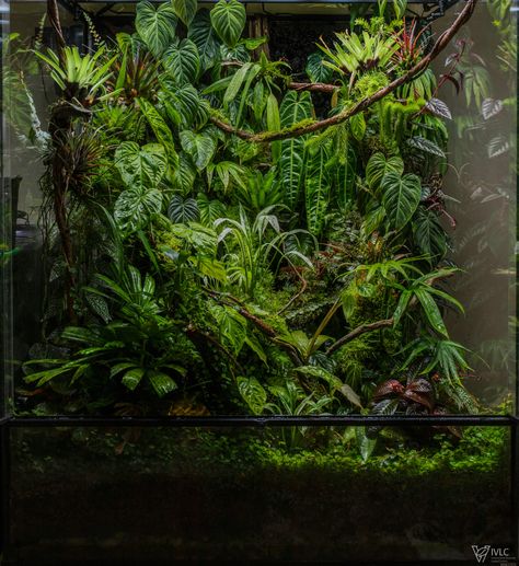 Corner Terrarium, Big Terrarium, Jungle Terrarium, Dart Frog Tank, Snake Tanks, Crested Gecko Vivarium, Chameleon Terrarium, Dart Frog Terrarium, Gecko Vivarium