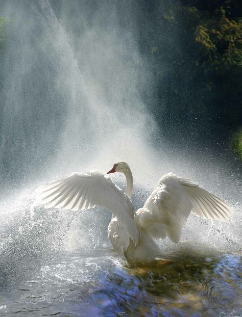 intomymindseye: “ (via Pin by Carmen Hansen Schwitzer on Swans | Pinterest) ” Selena Core Aesthetic, Odile Aesthetic, Dark Swan Aesthetic, Dark Ethereal Aesthetic, Vogel Gif, Beautiful Swan, Water Mist, White Swan, Colorful Birds