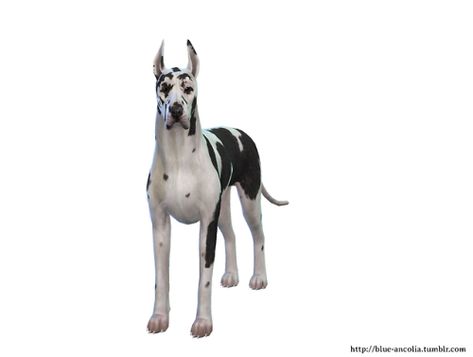 Blue Ancolia - Great Dane Makeover (Third Version) Meet Oreo.... Blue Ancolia, Great Dane Facts, Sims Pets, Dog Nails, Grown Ups, Great Dane, The Sims 4, This Guy, The Sims