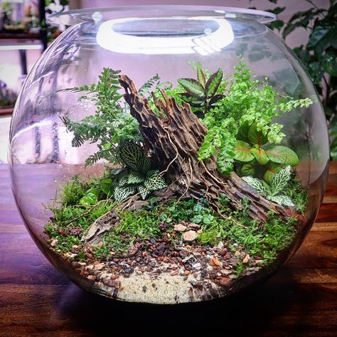 Fish Bowl Terrarium. Check out the build video on YouTube #terrarium #fishbowl #nature #scape #urbannemophilist #instagood Fish Bowl Craft, Fish Bowl Terrarium, Bowl Terrarium, Nature Scape, Bowl Craft, Fish Bowl, Miniature Garden, Glass Crafts, Terrarium