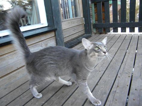 Poju (Skazki Waltari), blue ticked tabby Oriental Longhair