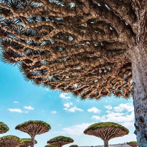 "Nothing can match the biodiversity of Socotra Island" Socotra Island is full of plants and animal species. The variety is unbeatable. You won’t find such a variety anywhere else on this planet. The endemic nature of these species makes Socotra unique. Some examples are snails and reptiles. Around 40% of the plant species belong only to Socotra. The ecosystem of this breathtaking island will blow you away. You might have visited many reputed museums in different parts of the world. What abo... Socotra Island, Socotra, Animal Species, Plant Species, Ecosystem, The Plant, Reptiles, Plants, Quick Saves