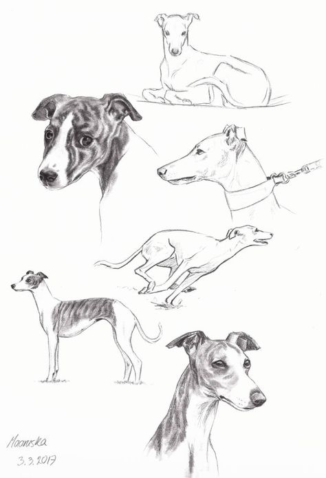 Greyhound Art, Whippet Dog, Dog Sketch, Drawing Heads, Sketch Pencil, Ganesh Art, Canine Art, Cute Animals Images, Watercolor Dog