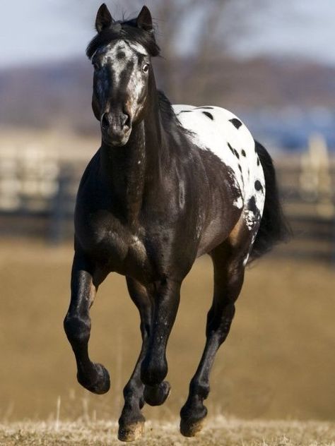 On HorseNation.com >> What Color Is This Horse? II: Appy Edition  Hint: Once again, the answer is neither blue/black nor white/gold. Click through to see the goods! Paint Horse, Quarter Horses, Types Of Horses, American Quarter Horse, Most Beautiful Horses, Appaloosa Horses, All About Horses, Majestic Horse, All The Pretty Horses