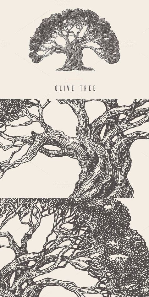 Olive Tree Illustration, Old Olive Tree, Tree Tattoos, Olive Style, Midnight Garden, Old Tree, Have Inspiration, Abstract Illustration, Vintage Tree