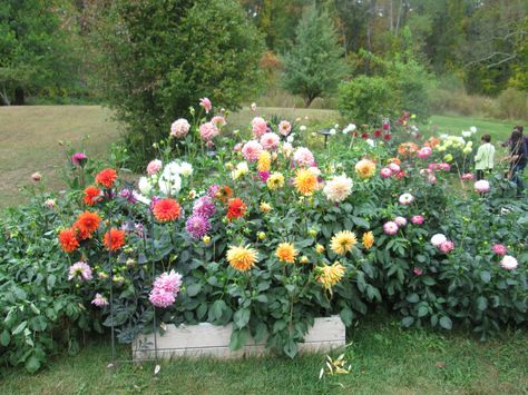 Raised bed 2013 Dahlia overflow Raised Dahlia Bed, Dahlia Raised Bed, Flower Bed Plants, Building A Raised Garden, Cut Flower Garden, Front Yard Garden, Raised Bed, Flowers Perennials, Yard Ideas