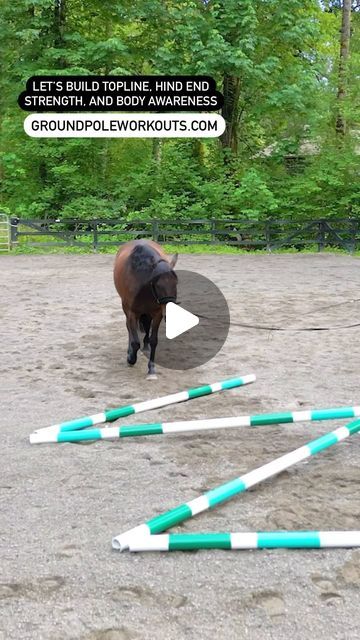 Kara O'Laughlin, LAMP on Instagram: "Develop your horse’s coordination, stifle stability, topline, and core with one of my favorite exercises from the GROUND POLE WORKOUTS program! Don’t forget to grab this amazing conditioning program for 40% OFF with our intro pricing! Your ticket to a stronger, healthier horse!  . #equestrian #equinephysio #equinemassage #equinebodywork #groundpoles #groundpoleworkouts #equinebiomechanics #showjumping #hunterjumper #dressage #eventing #equitation #reining #trailhorse #younghorsetraining #paarden #cheval #pferd #häst" Equine Massage, Healthy Horses, Horse Exercises, Workout At Work, Horse Equipment, Hunter Jumper, Body Awareness, Horse Health, Horse Equestrian