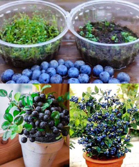 Blueberry Plants Gardening, Planting Blueberries, Grow Blueberries, Homestead Gardening, Blueberry Plant, Vegetable Garden Planning, Homestead Gardens, Blueberry Bushes, Growing Plants Indoors