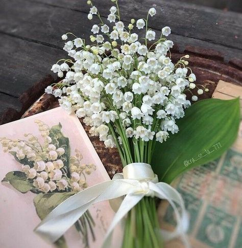 Lily Of The Valley Flowers, Valley Flowers, Nothing But Flowers, Flower Therapy, Ivy League, Botanical Flowers, Exotic Flowers, Flowers Nature, Flower Photos