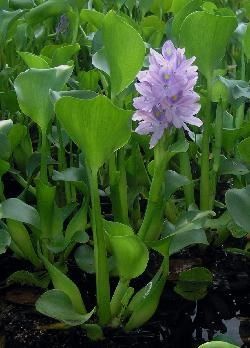 Eichornia crassipes. Water Hyacinth, Water Orchid. A pretty aquatic, native to Tropical America, common in Devonshire and Pembroke marshes. Can be a beautiful ornamental but if discarded into one of the Island's ditches, ponds or marshes it is hugely invasive. Water Hyacinth, Coloring Book Art, Growing Vegetables, Water Garden, Love Flowers, Trees To Plant, Natural Beauty, Beautiful Gardens, Stuff To Do