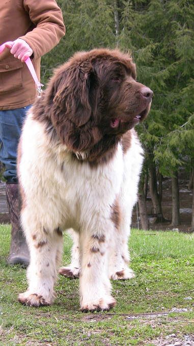 Color Chart - MOORE FAMILY NEWFOUNDLANDS & MORE Brown Newfoundland Dog, Landseer Dog, Big Dog Breeds, Newfoundland Dog, St Bernard, Types Of Dogs, Water Dog, Great Pyrenees, Bernese Mountain