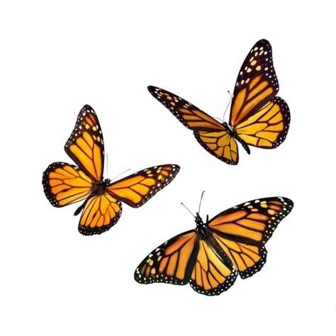 Yellow Orange Aesthetic, Three Butterflies, Aesthetic Usernames, Butterfly Png, Png Aesthetic, Monarch Butterflies, Orange Butterfly, Orange Aesthetic, Aesthetic Women