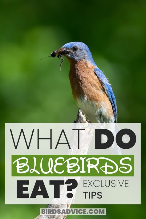 what do bluebirds eat Female Bluebird, What Do Butterflies Eat, Bluebird Feeder, Mealworm Farm, Backyard Birds Watching, Bunting Bird, Backyard Birds Sanctuary, Blue Bunting, Black Soldier Fly