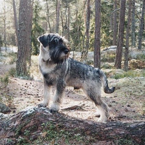 Schnauzer Standard, Standard Schnauzer, All Breeds Of Dogs, Streamer Dr, Giant Schnauzer, Miniature Schnauzer, American Bully, Dog Breed, Dog Breeds