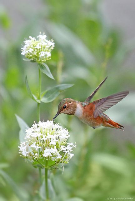 Hummingbird Butterfly Park, Pretty Birds, Colorful Birds, Mega Man, Good Afternoon, Little Birds, Bird Watching, Bird Feathers, White Flower