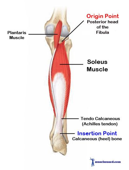 Soleus Muscle Anatomy, Insertion And Origin Of Muscles, Plantaris Muscle, Massage Anatomy, Lower Limb Muscles, Soleus Muscle, Message Therapy, Head Muscles, Gastrocnemius Muscle