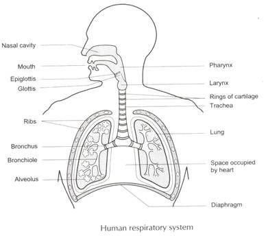 Human Respiratory System Respiratory System Drawing Easy, Human Respiratory System Diagram, Respiratory System Diagram, Respiratory System Anatomy, Anatomy Prints, How To Draw Human, Anatomy Coloring, Human Respiratory System, Biology Diagrams