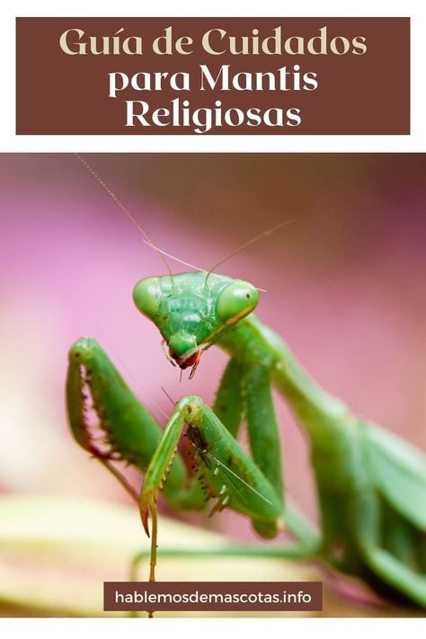 Estas criaturas fascinantes han capturado el interés de muchos amantes de las mascotas exóticas. En este artículo, exploraremos los cuidados esenciales para la Mantis Religiosa, desde el hábitat adecuado hasta la alimentación y el manejo adecuados. Además, aprenderás sobre las características únicas de las mantis religiosas y cómo interactuar de manera segura con ellas. Prepárate para sumergirte en el fascinante mundo de las mantis religiosas como mascotas y brindarles el cuidado que merecen. Reptiles