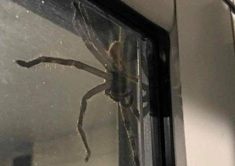 Don't worry, we think this photo is fake :P Huntsman Spider, House Spider, Big House, Spiders, Queensland, Australia