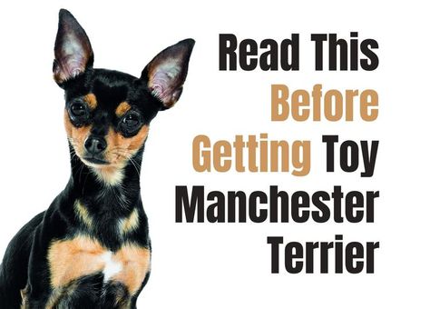 Manchester Terrier Toy, Toy Manchester Terrier, Miniature American Shepherd, American Shepherd, Manchester Terrier, Terrier Breeds, Shepherd Puppy, Purebred Dogs, Terrier Puppies