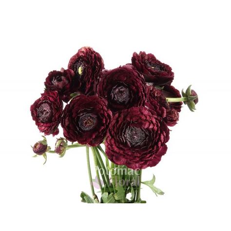 Ranunculus Purple, Mastani Dress, Burgundy Ranunculus, Vow Exchange, Future Garden, Ikebana Flower Arrangement, Resin Ideas, Floral Ideas, Silver Spring