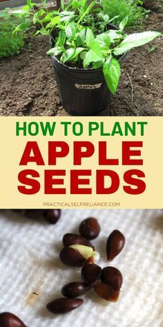 Plant Apple Seeds, Hobbie Farm, Growing Apple Trees, Hawaii Garden, Apple Tree From Seed, Plantarea Legumelor, Gemüseanbau In Kübeln, Planting Fruit Trees, Garden Camping