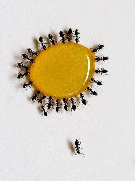 Ants Foto Macro, Lemon Demon, 4 Tattoo, Kunst Inspiration, Arachnids, Cotton Ball, Mellow Yellow, Macro Photography, A Group