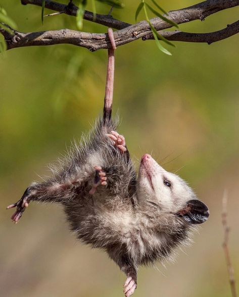 Opossum | The have partially prehensile tails :)