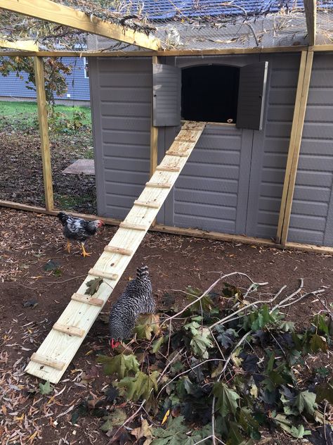 New coop! | BackYard Chickens - Learn How to Raise Chickens Resin Chicken Coop, Resin Shed Chicken Coop, Shed Chicken Coop, Resin Sheds, How To Raise Chickens, Chicken Farming, Backyard Chicken Farming, Raise Chickens, Resin Storage