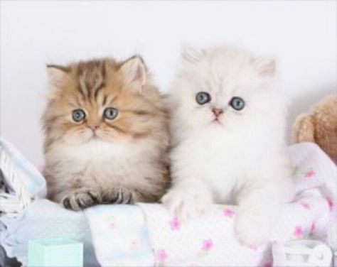 Awww Teacup Persian Cats, Teacup Persian Kittens, Teacup Kitten, Persian Kittens, Adorable Kittens, Fluffy Kittens, Dream Interpretation, Kittens And Puppies, Baby Kittens