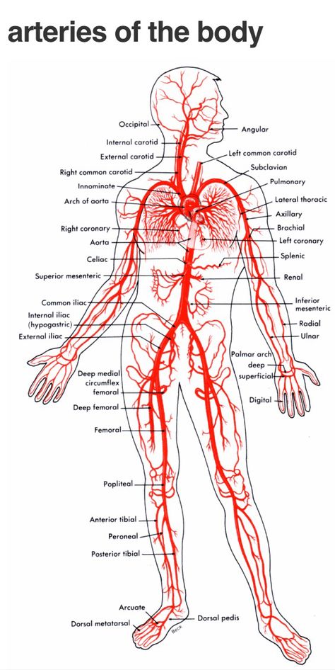 Arteries Sistem Saraf, Human Body Anatomy, Human Anatomy And Physiology, Medical Terminology, Medical Anatomy, Medical Health, Medical Studies, Nursing Study, Circulatory System