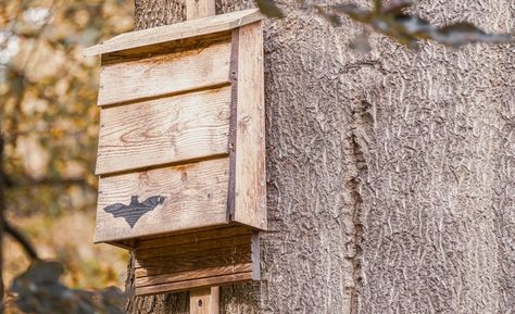 Bat House Diy, How To Attract Bats, Bat Habitat, Build A Bat House, Bat House Plans, Bat Box, Bat Species, Bat House, Hanging Bat