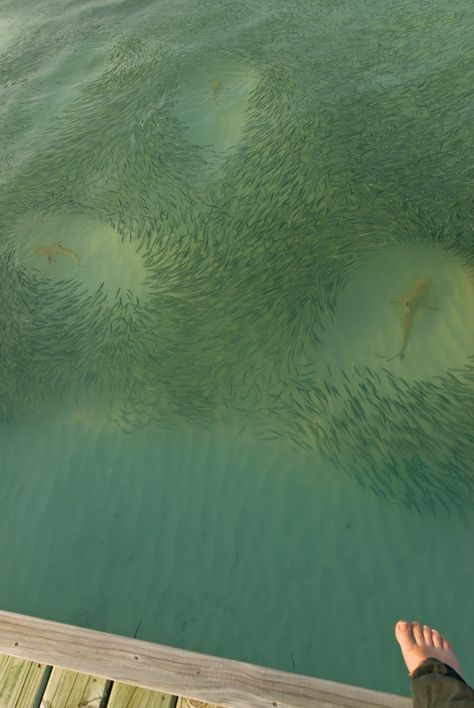 Sharks in the Maldives-whoever took this picture is freakin crazy for standing so close to the edge. Meeru Maldives, Ocean Stuff, Special Pictures, The Maldives, Shark Week, Underwater World, Sealife, Ocean Life, Sea Animals