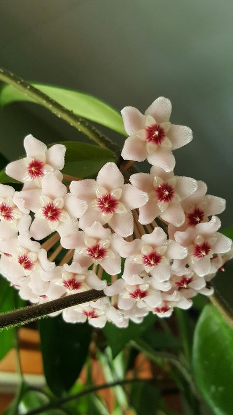 Hoya Bella, Hoya Plant, Mushroom Plant, Strange Flowers, Plant Fungus, Nothing But Flowers, Flower Therapy, Rare Flowers, Favorite Flowers