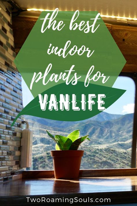 Want to know what the best plants for campervans are?  You might be interested in sprucing up your home on wheels with a little life, but you’re not sure which plants can survive life on the road.  Having plants in your van can make it feel more like a home and provide some living decor.  But another huge benefit of plants is improving indoor air quality. #campervan #plants #vanlife #airquality Plants In Camper, Van Life Plants, Van Plants, Vanlife Tips, Campervan Build, Campervan Inspiration, Caravan Life, Campervan Travel, Ford Interior