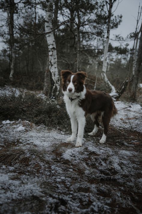 Border Collie Photography, Border Collie Wallpaper, Border Collie Aesthetic, Brown And White Dog, Red Border Collie, Dog Aesthetic, Border Collie Puppies, Hiking Dogs, Border Collie Dog