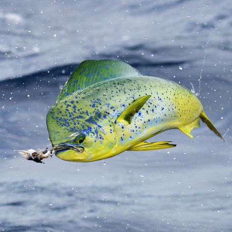 Mahi Fish, Fauna Marina, Salt Water Fishing, Salt Water Fish, Offshore Fishing, Deep Sea Fishing, Sea Fishing, Fishing Rods, Sport Fishing