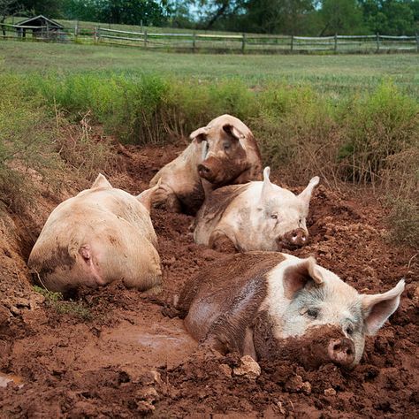 Yorkshire pigs wallow in mud at the Poplar Spring Animal Sanctuary in Poolesville, Maryland. Pig In Mud, Pig Breeds, Pig Pictures, Happy Pig, Animals Farm, Petting Zoo, Chainsaw Carving, Animal Sanctuary, Cute Pigs