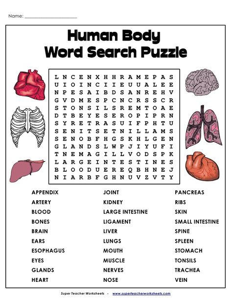 Word search-human-body Human Body Word Search, Human Body Worksheets For Grade 3, Human Body Vocabulary, Human Body Worksheets, Human Body Activities, Free Printable Word Searches, Biology Worksheet, Human Body Unit, Health Words