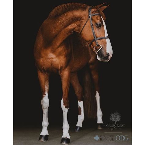 Belgian Warmblood, Warmblood Horses, Beautiful Horses Photography, Beautiful Arabian Horses, Most Beautiful Horses, Horse Drawings, Horse Crazy, Horse Blankets, White Horses