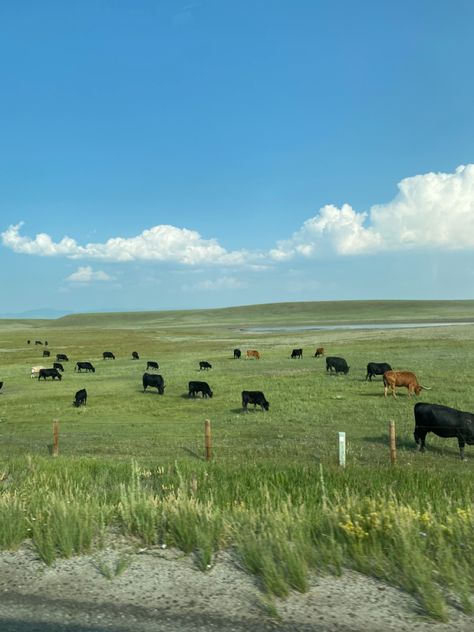 Black Cows In Field, Field Of Cows Aesthetic, Cows In Meadow, Cows On Field, Cow Field Painting, Farm With Cows, Cows In Pasture Painting, Cows In Field Painting, Cow Field Aesthetic