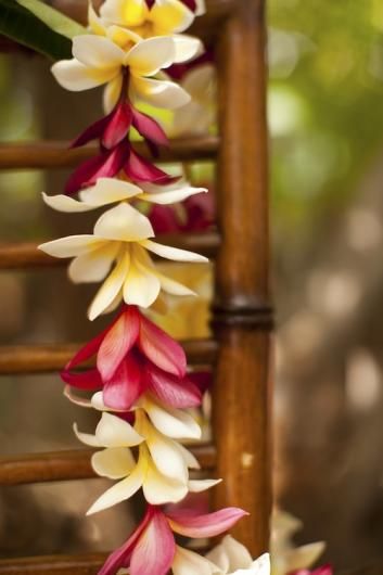 Lei Day, Ori Tahiti, Tropical Places, Hawaii Islands, Hawaii Magazine, Flower Lei, Honolulu Oahu, Tropical Living, Day Festival