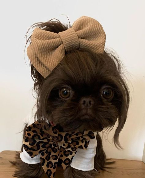 Puppy Shih Tzu Haircut, Shihtzu Haircut Short, Black Shitzu, Shitzu Dogs Haircuts, Shih Tzu Hair Styles, Dog Merch, Cavachon Dog, Black Shih Tzu, Puppy Haircut