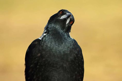 Australian Magpie, Australian Birds, Nature Conservation, The Nature, Magpie, Photo Galleries, Birds, Animals, Photography