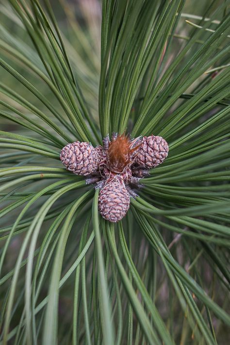 How to Make Traditional Mugolio, or Pine Cone Syrup Spruce Syrup, Pine Cone Syrup, Apple Molasses, Making Apple Cider, Spruce Tips, Bush Tucker, Crepes And Waffles, Spruce Tree, Wild Food