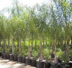 Queen Palm Tree - Syagrus romanzoffiana Queen Palm Tree, Queen Palm, Florida Palm Trees, Palm Tree Plant, Florida Gardening, Potted Trees, Planter Box, Real Plants, Green Accents