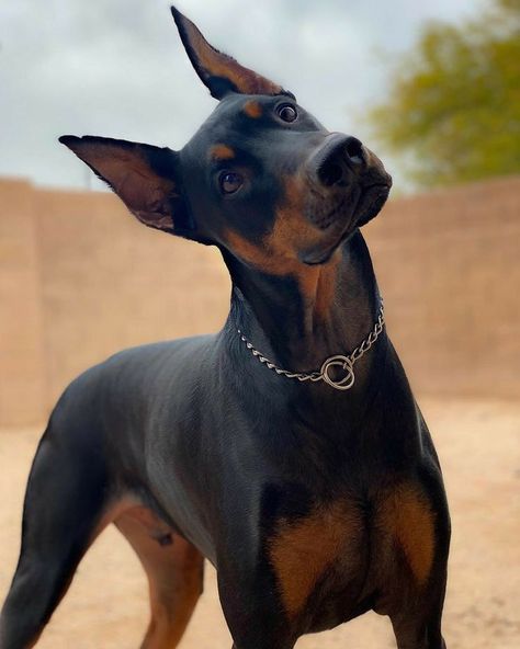 Perro Doberman Pinscher, Doberman Pinscher Dog, Scary Dogs, Dangerous Dogs, Dogs Training, Doberman Puppy, Divine Beauty, Doberman Dogs, Very Cute Dogs