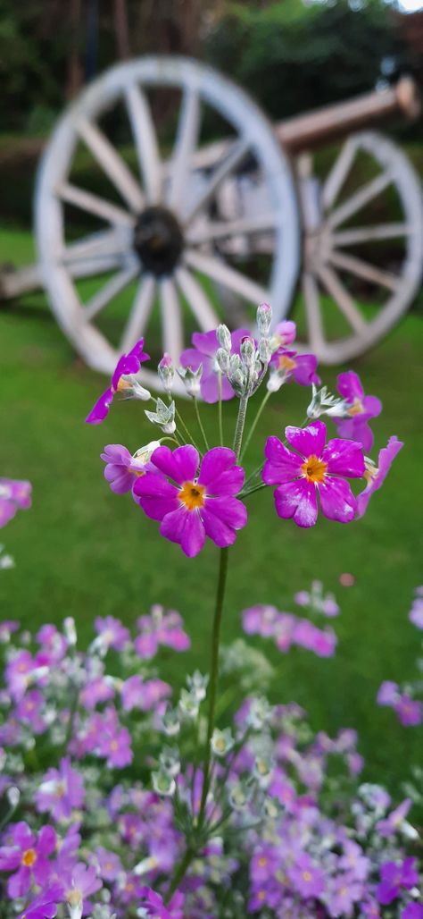 #photography #photo #nature #ooty #botanical #photography♡♡♡ Ooty Botanical Garden Photography, Botanical Garden Photography, Botanical Photography, Ooty, Garden Photography, Photo Nature, Natural Garden, Botanical Garden, Photo Ideas