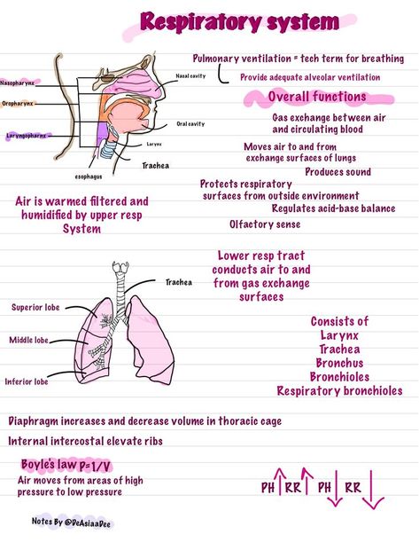 Respiratory System Anatomy & Physiology #NursingSchool #Anatomy #A&P #Nursing #GoodNotes #Ipadnotes #NursingStudents #RespiratorySystem #NursingStudent Respiratory Gas Exchange, Respiratory System Physiology, Gas Exchange Respiratory System, Respiratory System Notes, Respiratory Therapy Notes, Respiratory Therapist Student, Physiology Notes, Respiratory System Anatomy, Med Notes